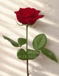 Rosa rossa singola