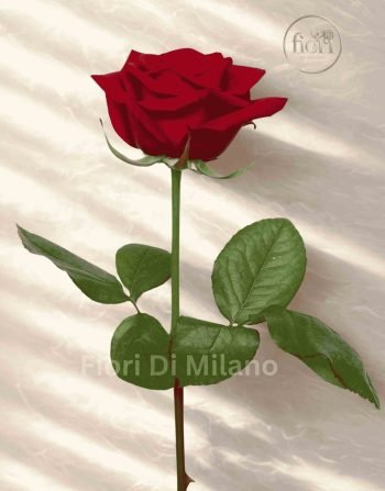 Rosa rossa singola (3)