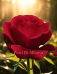 Rosa rossa singola