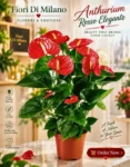 Anthurium Rosso Elegante