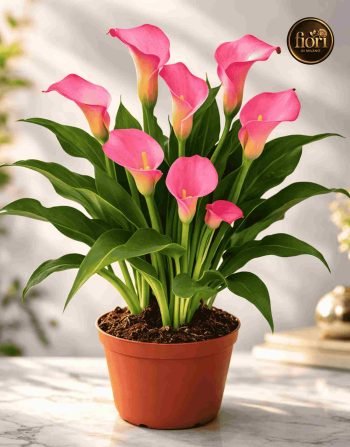 Calla Pianta (1)