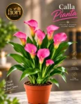 Calla Pianta