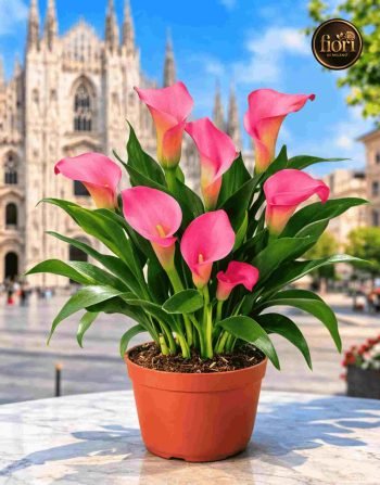 Calla Pianta (2)