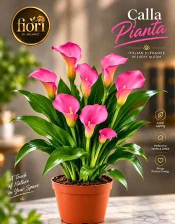 Calla Pianta