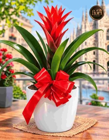 Guzmania Bromelia