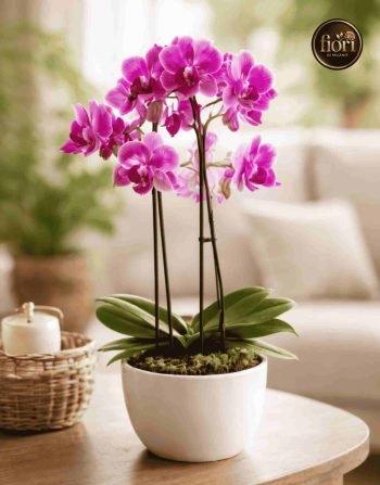 Orchidea con portavaso (1)