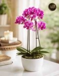 Orchidea con portavaso (4)
