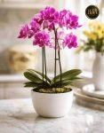 Orchidea con portavaso (4)