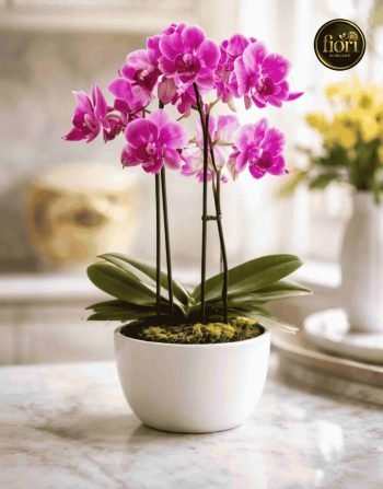 Orchidea con portavaso (4)