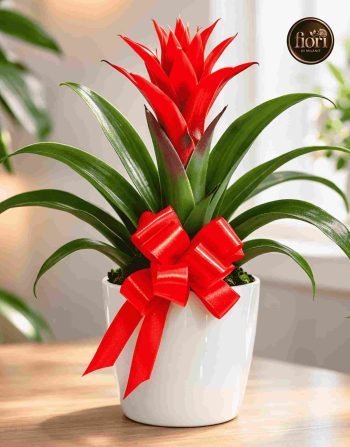 Scarlet Star Plant