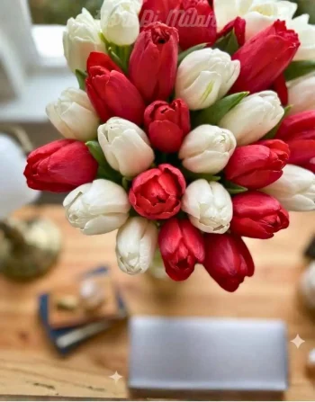 Tulips Love