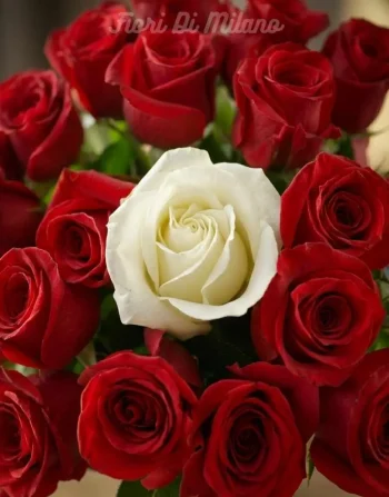 mazzo di 20 rosa rosse ,1 rosa bianca (red naomi roses ) dalla olanda