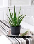Aloe Aristata (2)