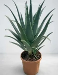 Aloe Grande