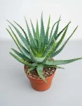 Aloe hercules (1)