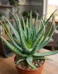 Aloe hercules (1)
