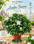 Azalea Bianca