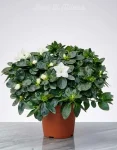 Azalea Bianca