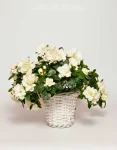 Azalea bianco