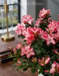 Azalea grande