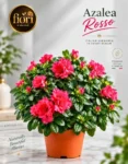 Azalea rosso
