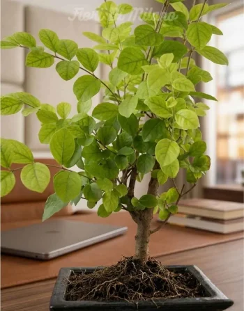Bonsai 6 anni (1)