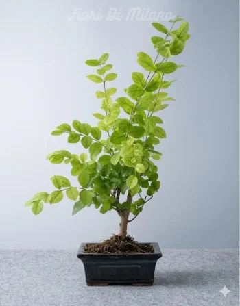 Bonsai 6 anni