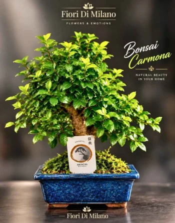 Bonsai Carmona
