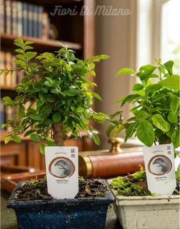 Bonsai Carmona 5 anni (1)
