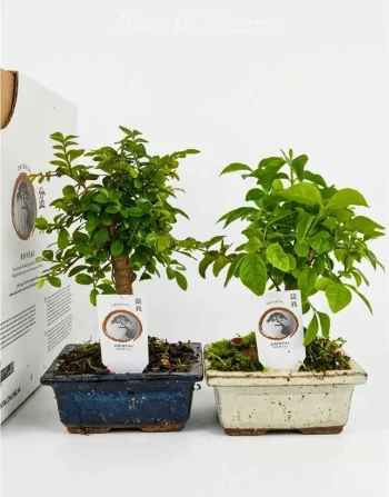Bonsai Carmona 5 anni