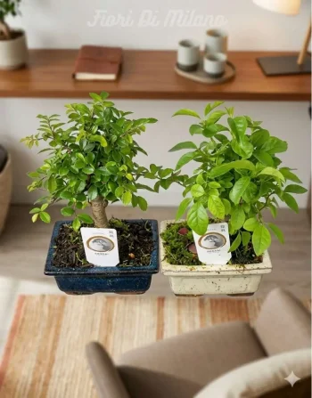 Bonsai carmona 5 anni (1)