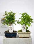 Bonsai carmona 5 anni