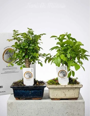 Bonsai carmona 5 anni