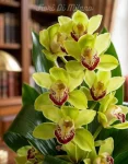 Bouquet of cymbidium orchids (2)