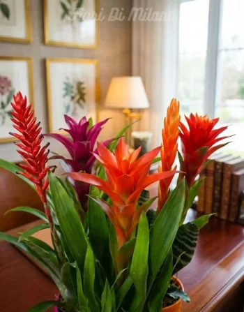 Bromelia (1)