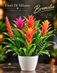 Bromelia n