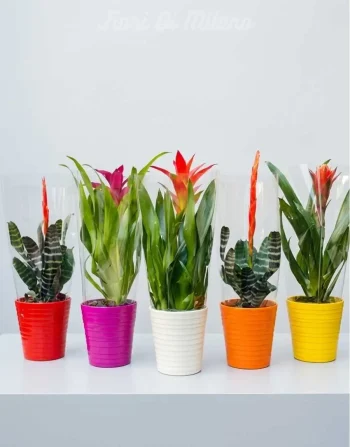 Bromelia
