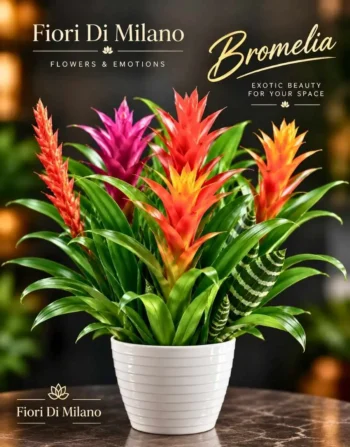 Bromelia n