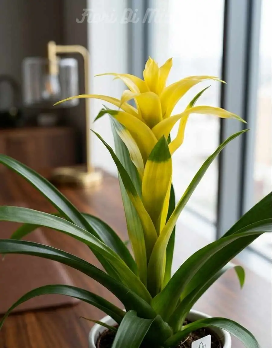 Bromelia Bianca (1) Bromelia Bianca (1)
