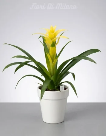 Bromelia Bianca