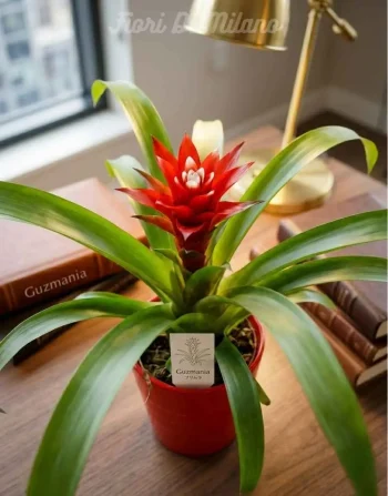 Bromelia Rosso (1)