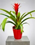 Bromelia Rosso