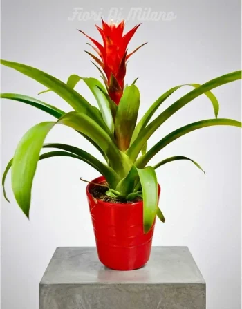Bromelia Rosso