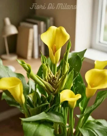 CALLA (1)
