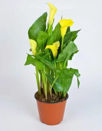 CALLA