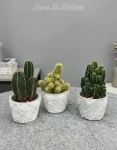 Cactus (1)