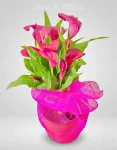 Calla Fucsia (1)