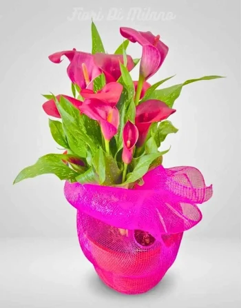 Calla Fucsia