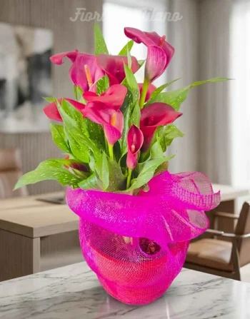 Calla Fucsia