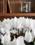 Ciclamino bianco (2)
